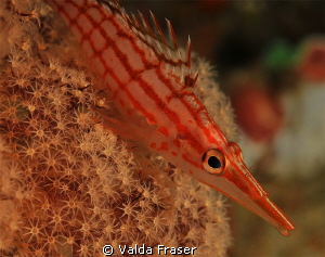 Looks as soft as grandma's feather bed. by Valda Fraser 